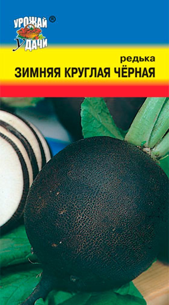 Как сохранить черную редьку на зиму. Как сохранить черную редьку на зиму