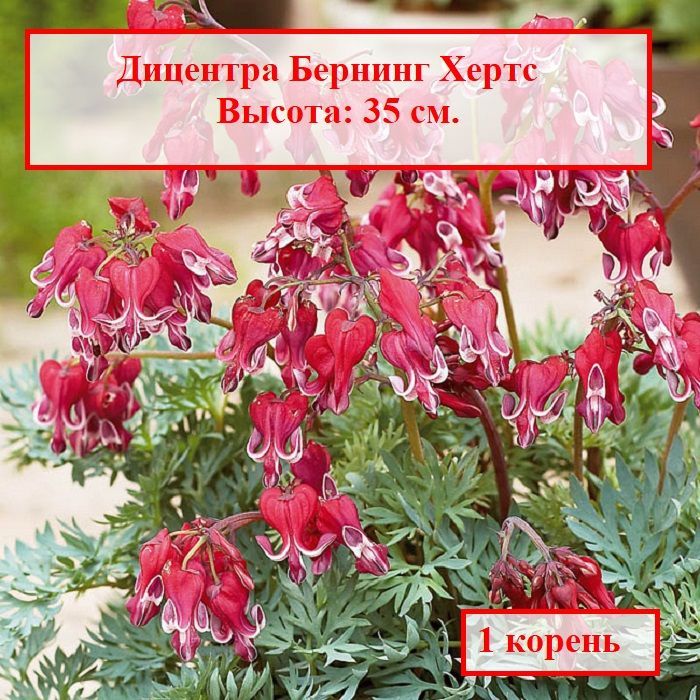 Дицентра как вырастить. Дицентра цветок разбитое сердце. Дицентра многолетник. Дицентра Bacchanal