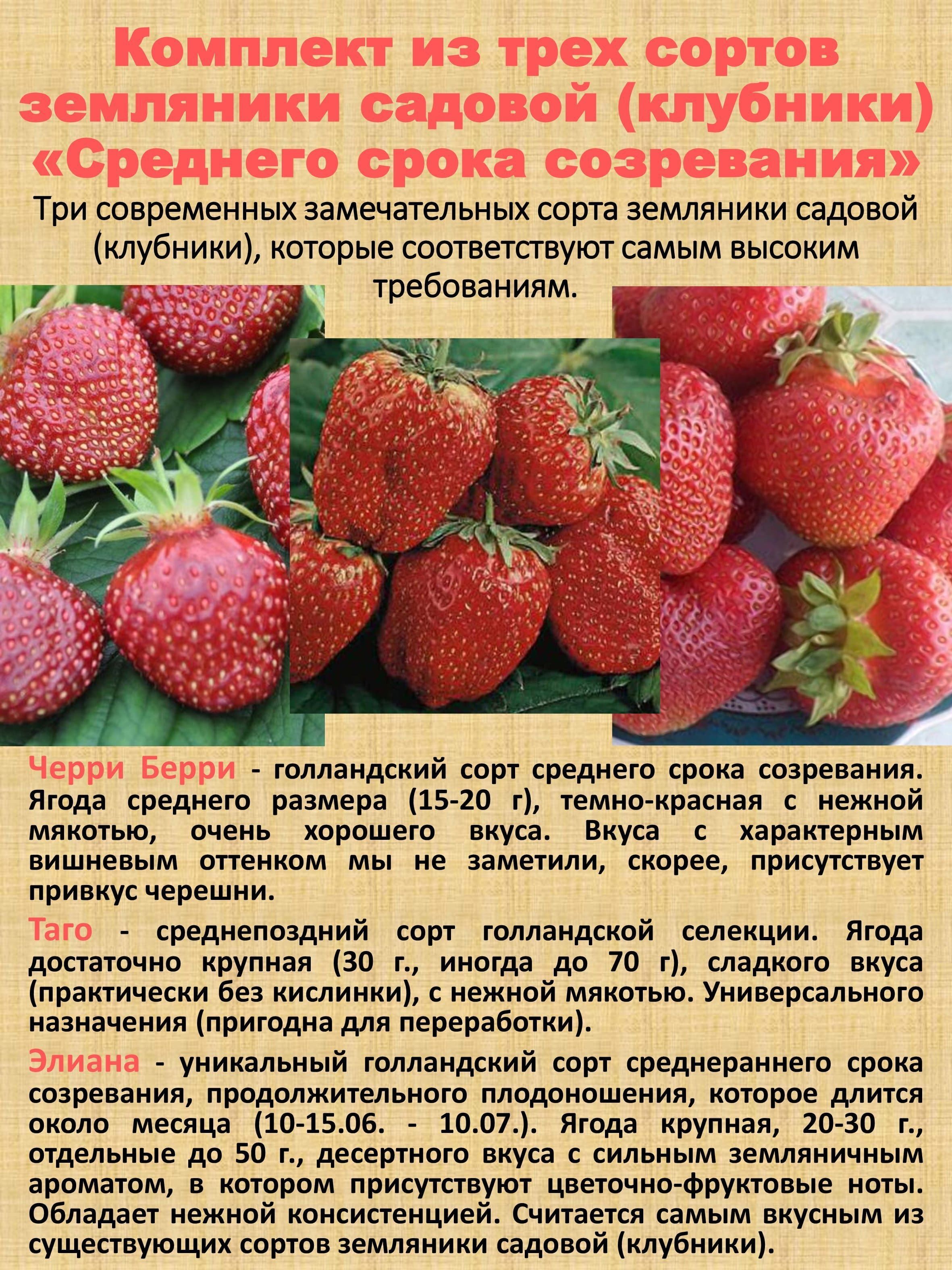 Таго клубника описание. Земляника Садовая черри Берри. Клубника черри Берри описание. Клубника черри описание сорта. Элиане клубника описание.