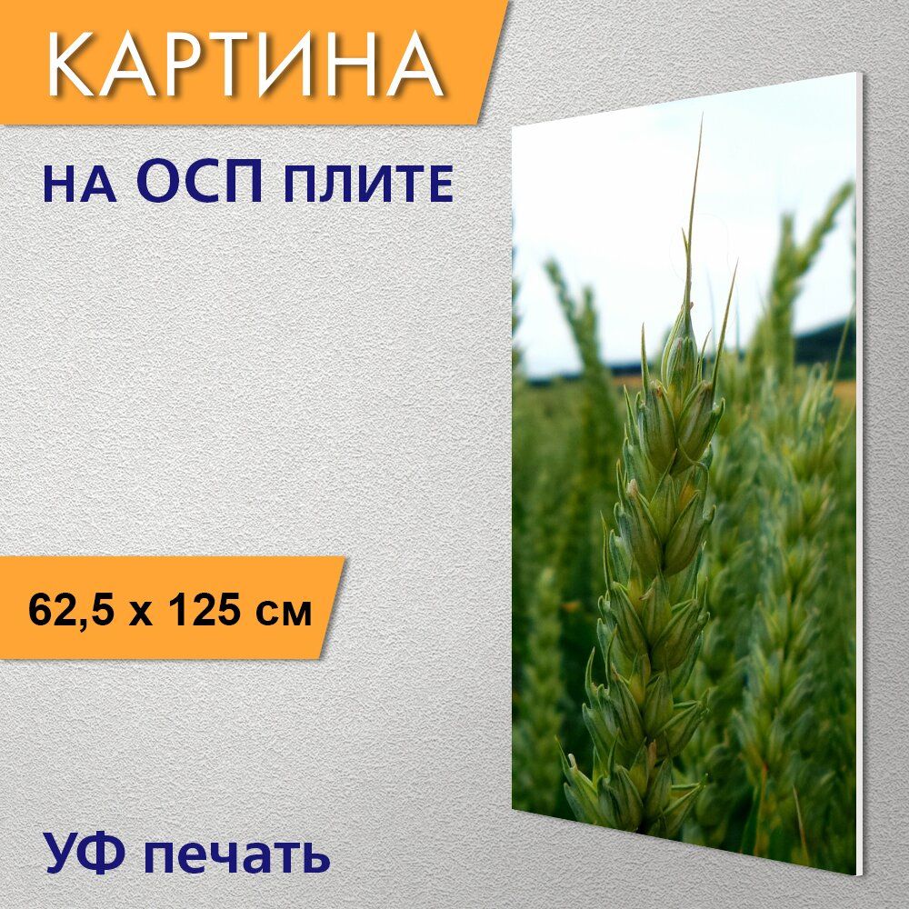 Ячмень Зерно Купить