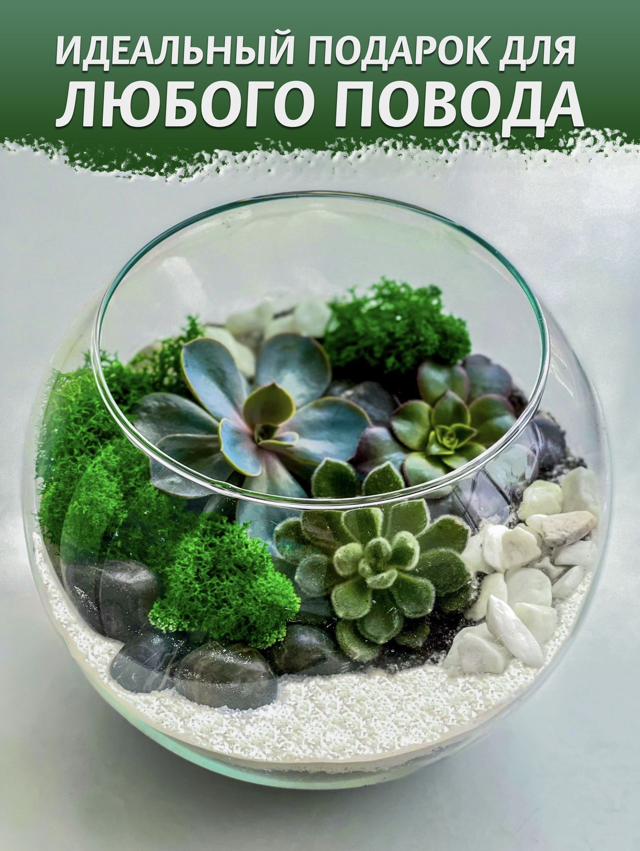 Суккуленты Живые Купить В Москве