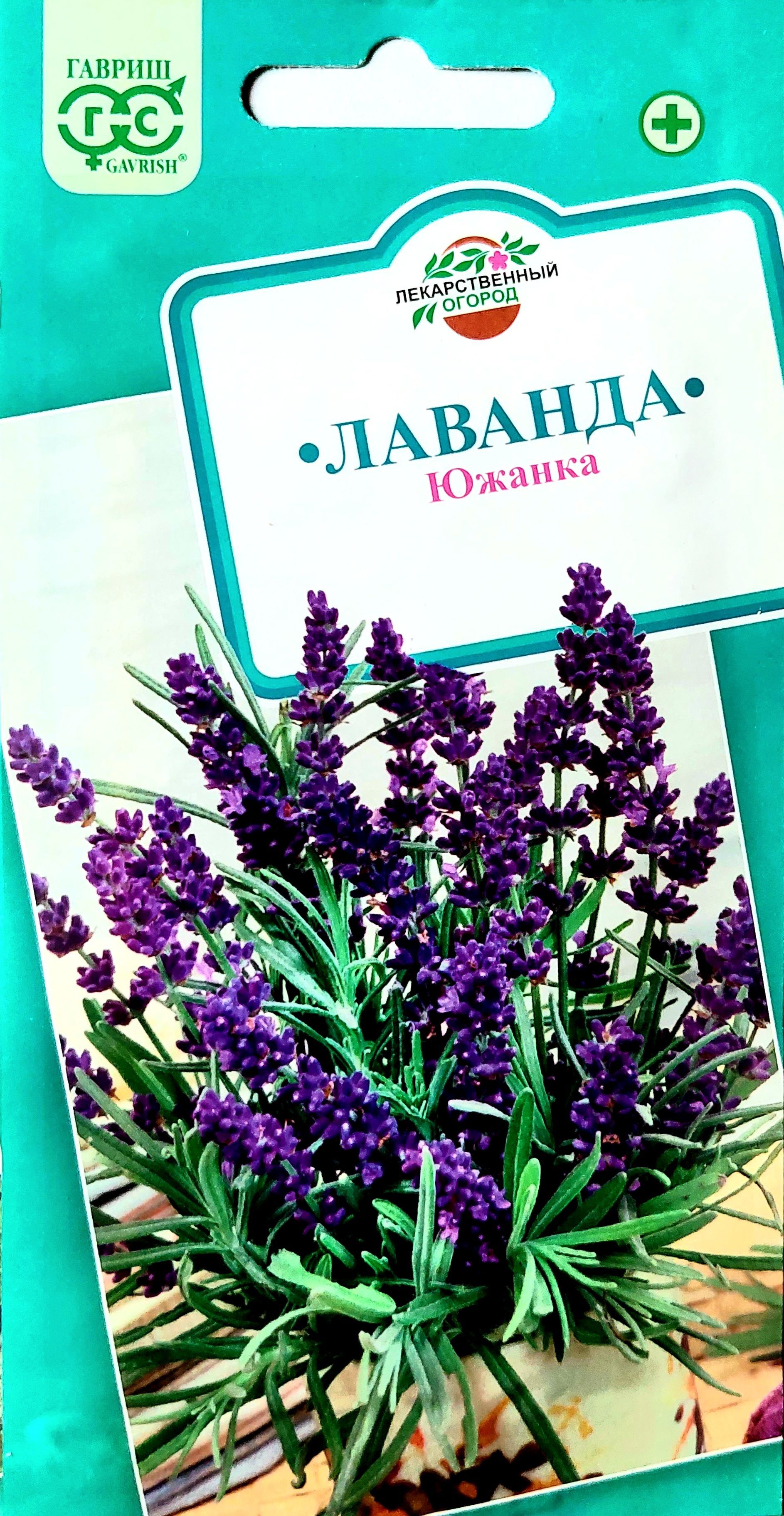 Лаванда сорт южанка. Лаванда южанка. семена лаванды. лаванда южанка фото.