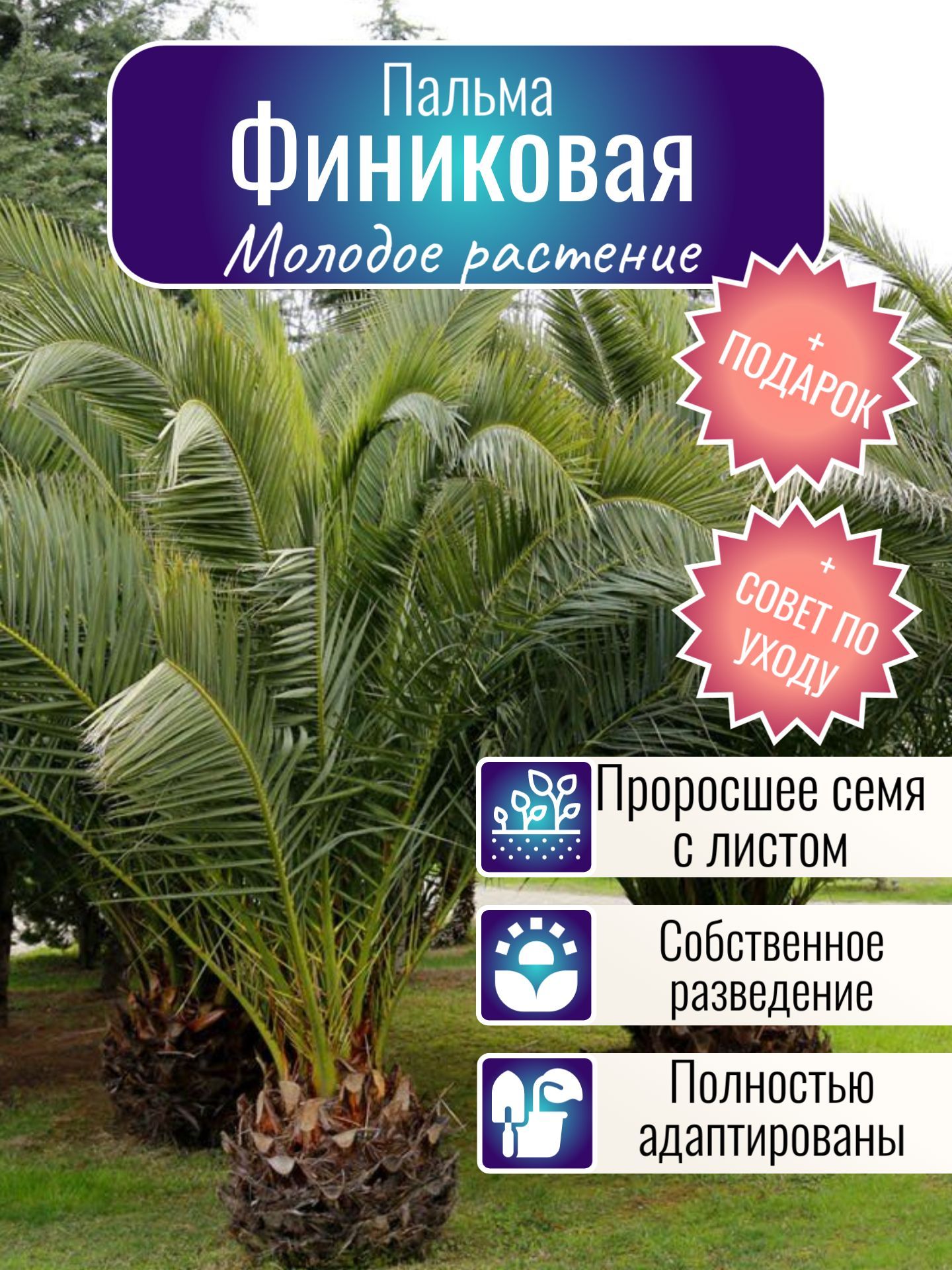 Природные зоны африки 7 класс. Хозяйственная деятельность африки карта. Экономическая карта африки. Растения африки финиковая пальма. Обозначьте районы выращивания финиковой пальмы.