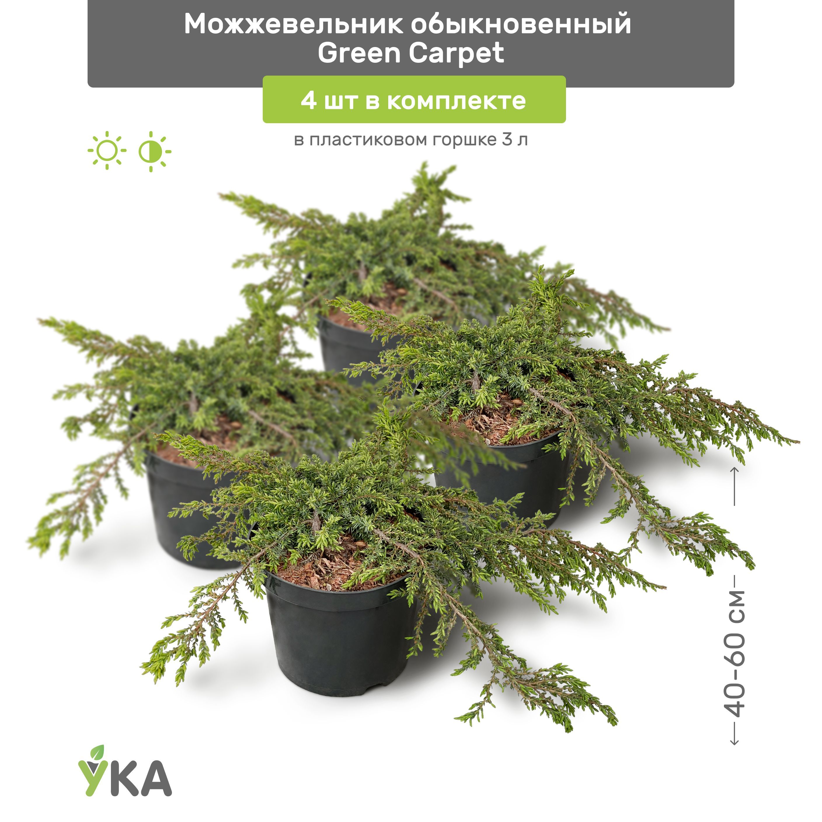 Можжевельник обыкновенный Green Carpet. Можжевельник обыкновенный Грин карпет. Можжевельник Грин карпет высота. Пихта Грин карпет.