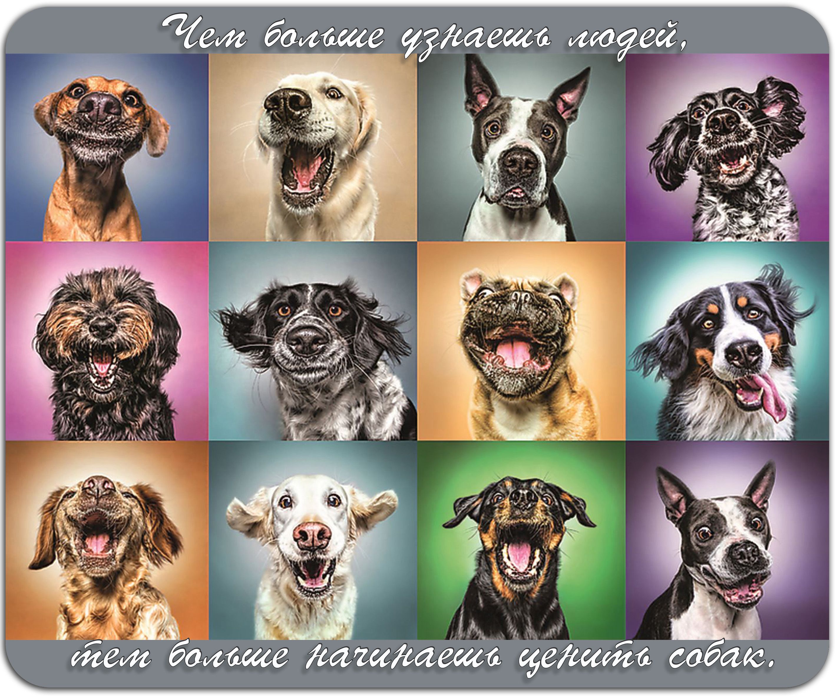 Постер собаки. Собаки коллаж. Эмоциональные животные. Породы собак коллаж. Фотоколлаж собаки.