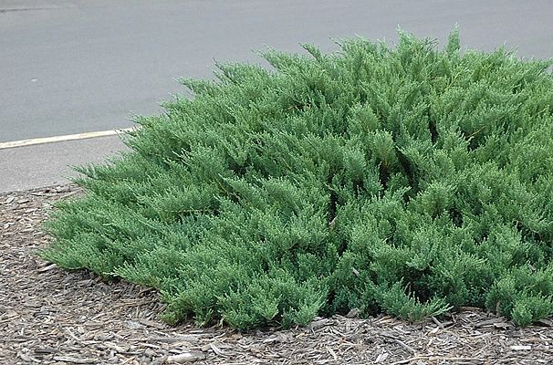 Можжевельник казацкий Broadmoor (Juniperus sabina Broadmoor) купить в Самаре