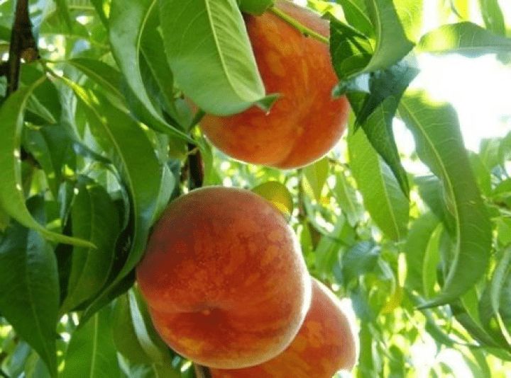 Саженцы Персика Купить В Тамбове