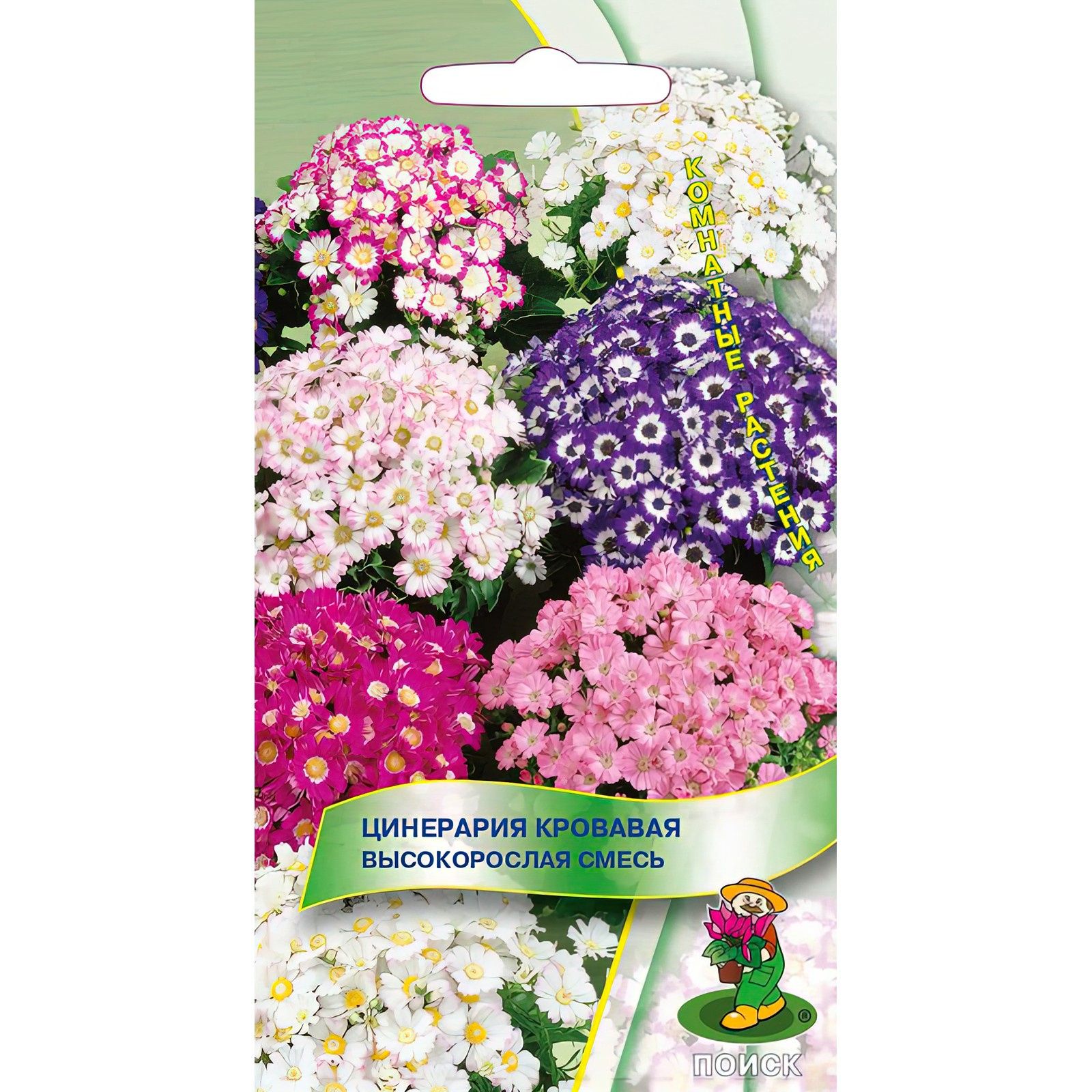 Цинерария Гибридная Купить Семена