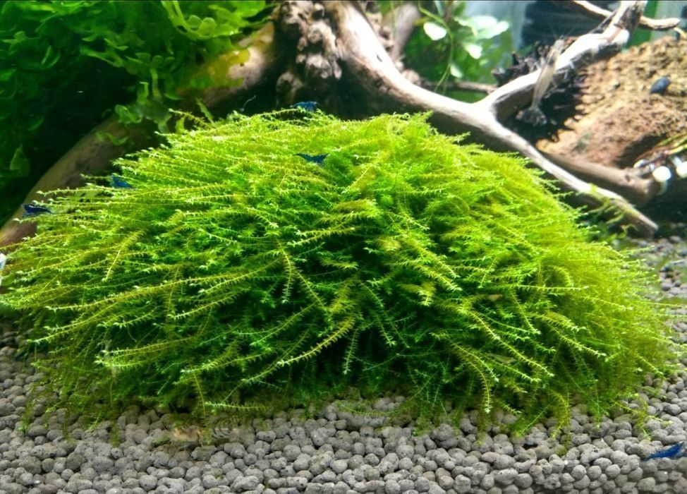 Мох бабл аквариумное растение. Аквариумный мох бабл. Баблс с мхом. Moss sp. Мох бабл (moss sp.