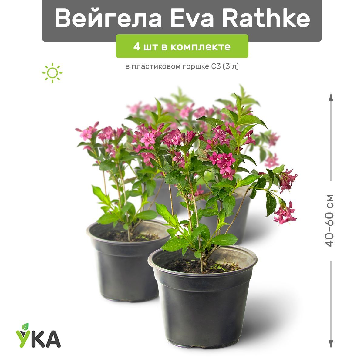 Вейгела Eva Rathke (Weigela) C2 - купить в Минске Larix.by