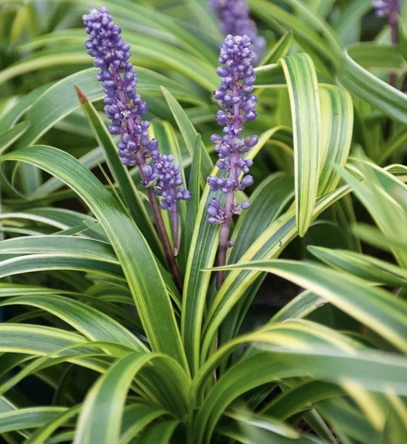 Лириопе купить на OZON по низкой цене