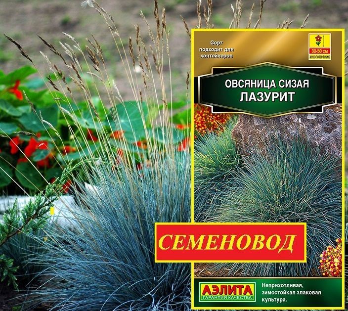 Овсяница сизая ЛАЗУРИТ - Очень неприхотлива, почти не требует ухода! / Семена 5 шт. - Агрофирма АЭЛИТА