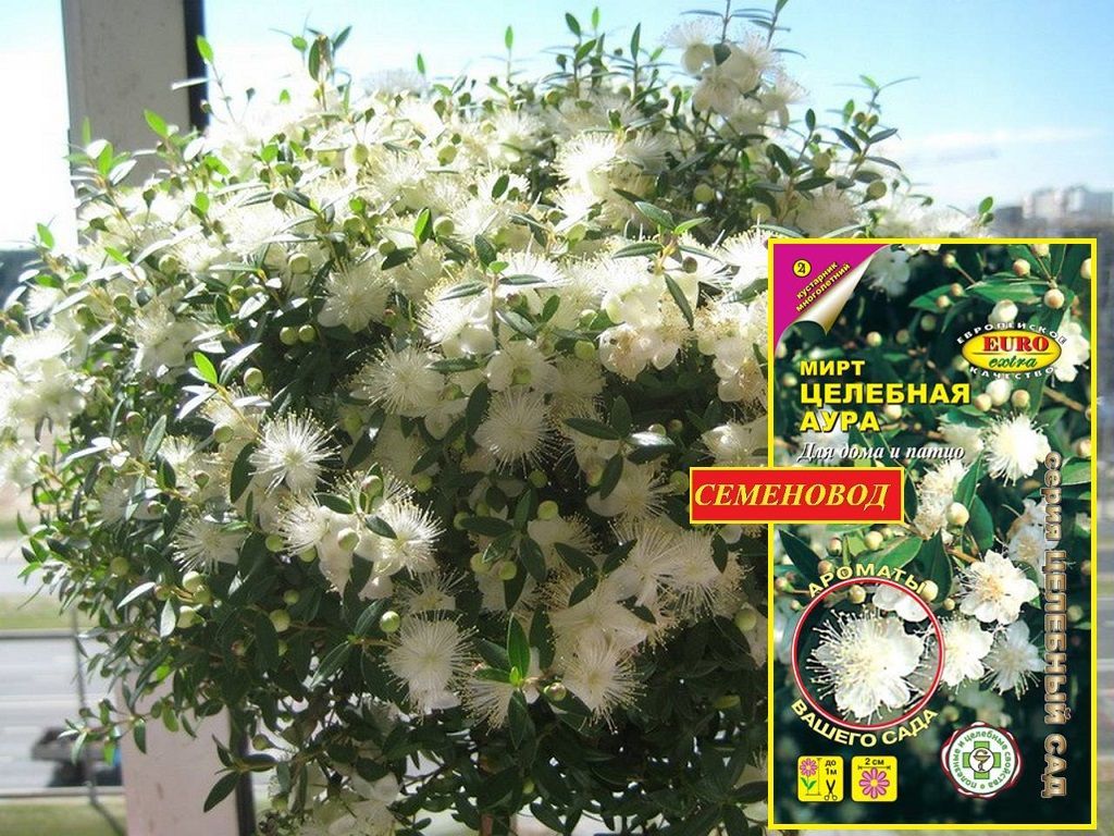 Myrtus communis var Leucocarpa Мирт белоплодный