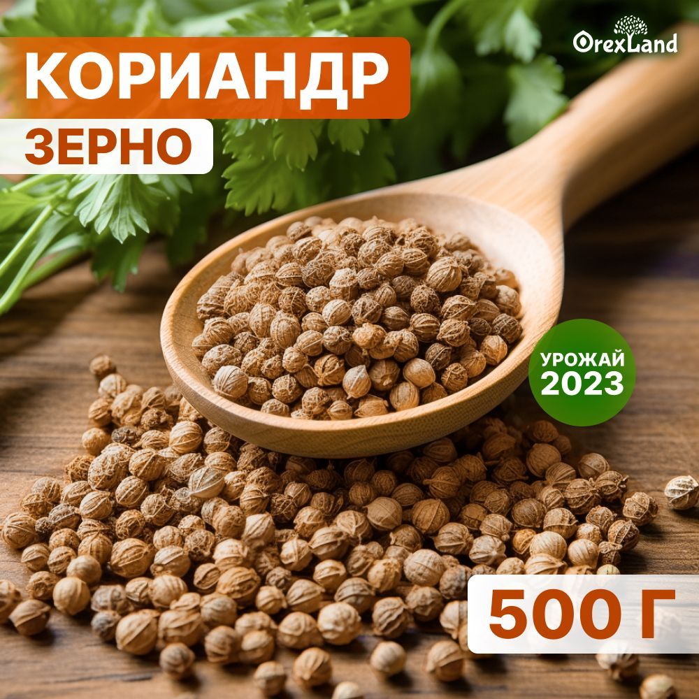 Кориандр зерно, семена кориандра 500г (целый, в зернах, кинза семена), orexland