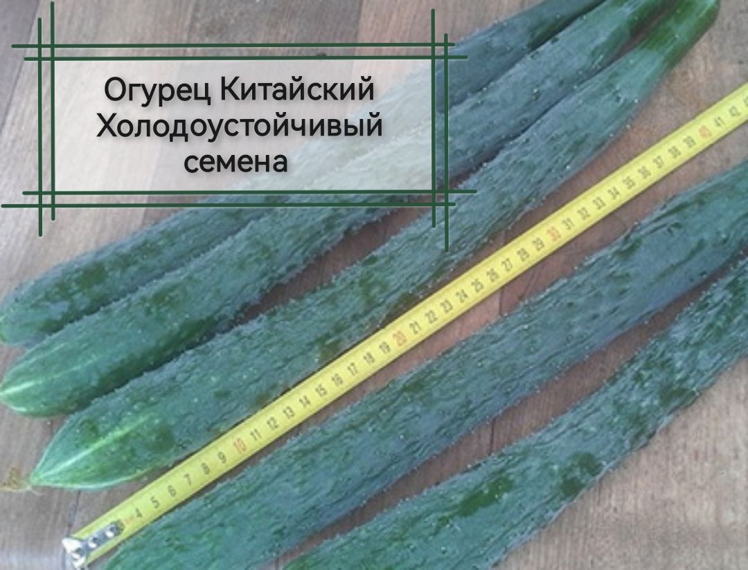 Огурцы китайские холодоустойчивые длинные. Огурец китайский холодоустойчивый f1. Огурцы алтайские семена. Огурец китайский холодоустойчивый f1. Огурец китайский холодоустойчивый f1.