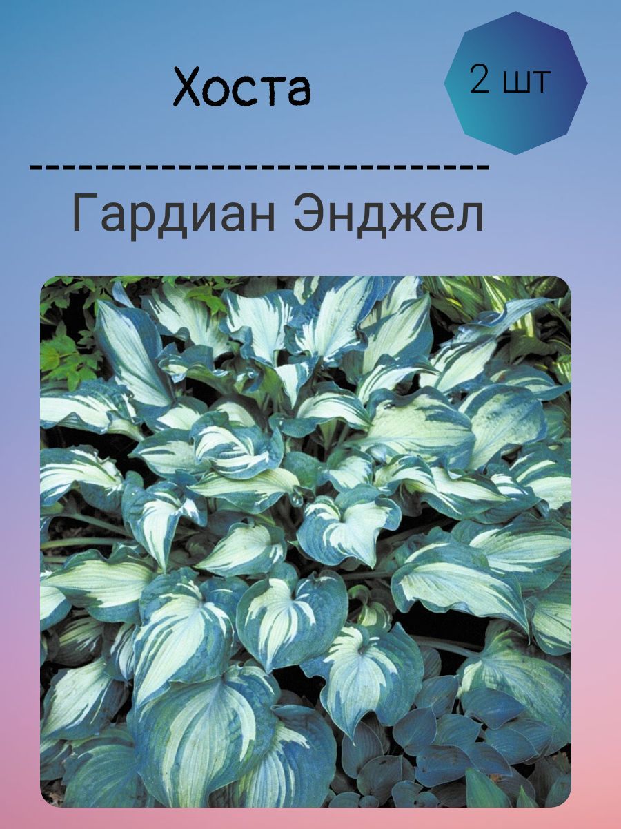 Хоста гардиан ангел. Гардиан Энджел (Guardian Angel)Хоста. Хоста гибридная Гардиан Энджел. Hosta hybride Guardian Angel. Хоста ангел хранитель.
