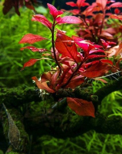 Людвигия Cупер Ред (Ludwigia sp. Red).