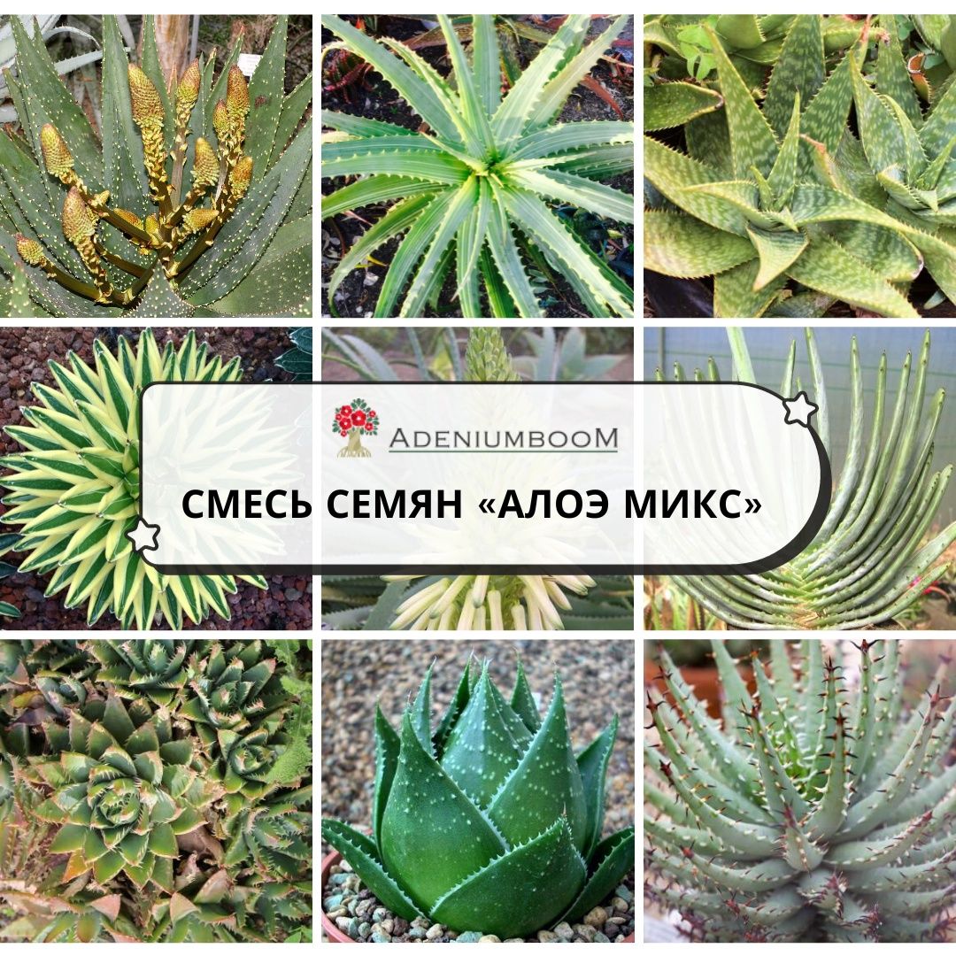 Семена Aloe Mix (5 шт.) / Алоэ Микс, семена редких экзотических комнатных  растений