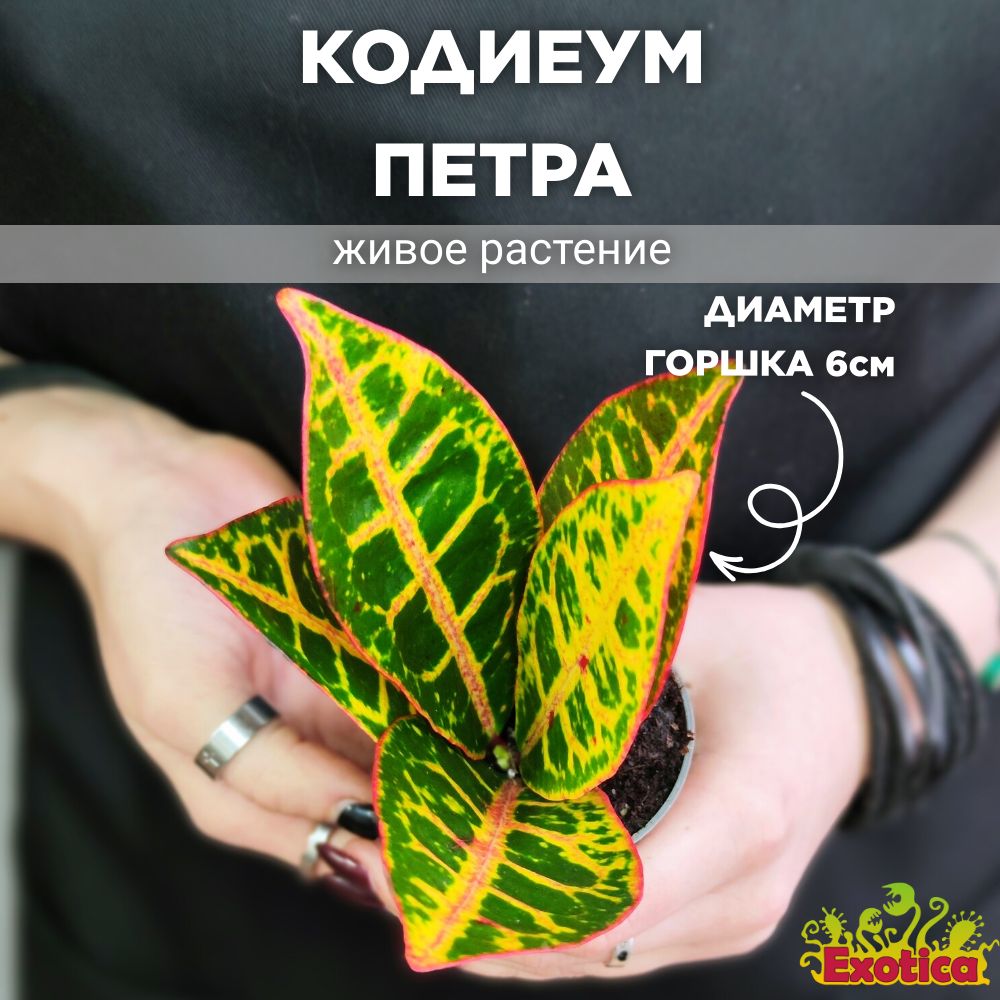 Кодиеум Петра (Codiaeum Petra) D6см