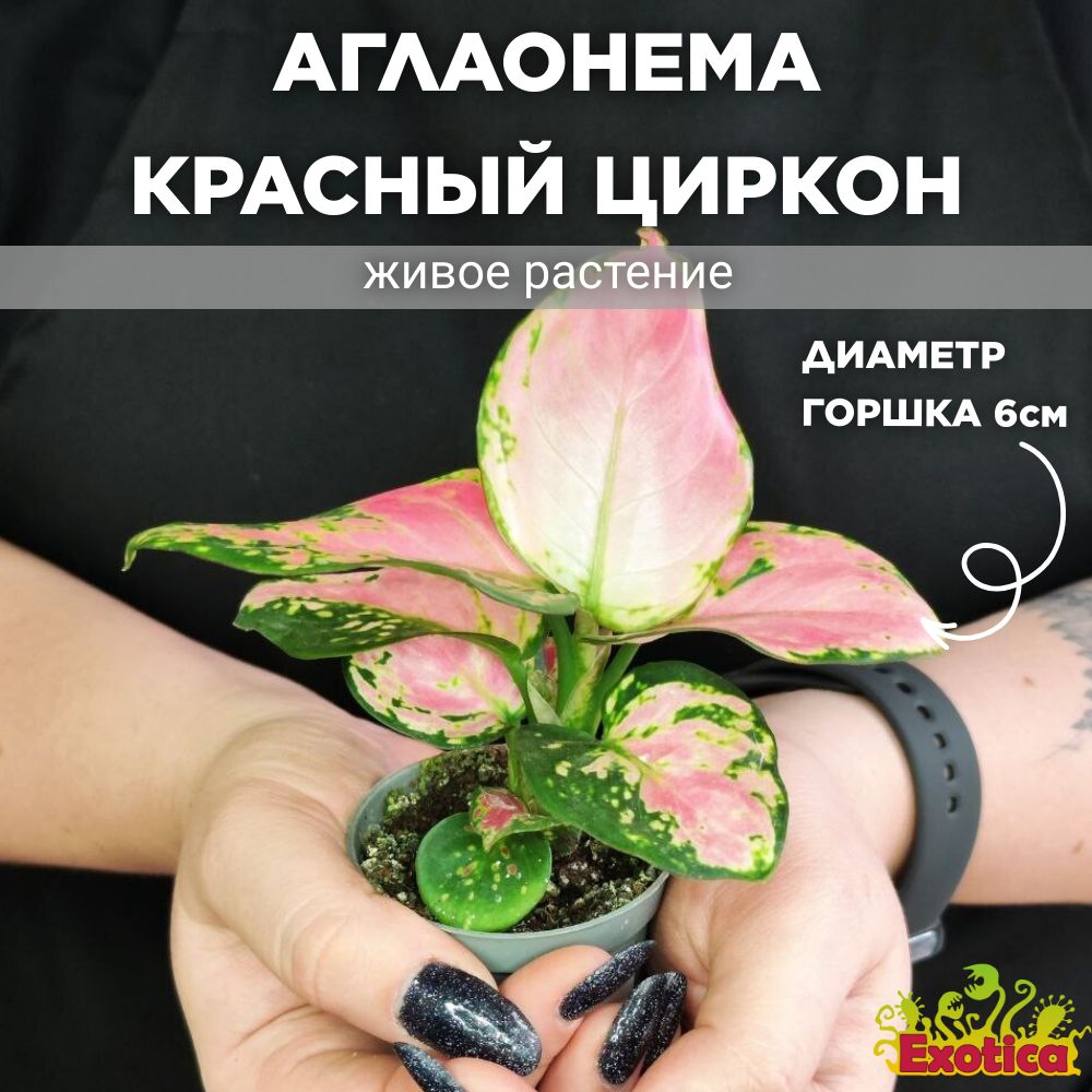 Аглаонема Красный Циркон (Aglaonema Red Zirkon) D6см