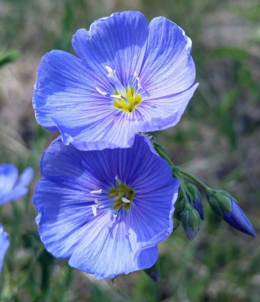 Лен долгунец. Лён обыкновенный долгунец. Linum lewisii. Дельфиниум Даймондс Блу. Лен долгунец ботаника.