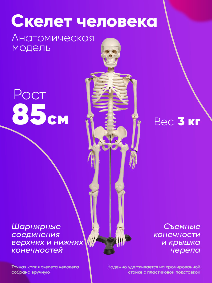 Строение Скелета Человека Фото