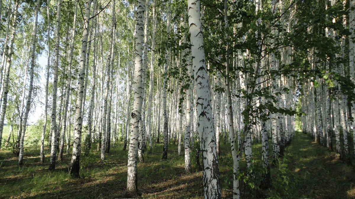 Березовая роща фон для фотошопа