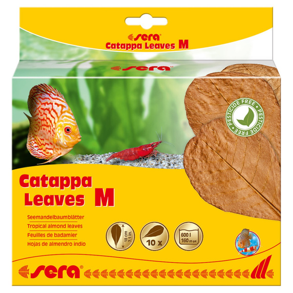 Листья индийского миндаля Sera Catappa Leaves M, 18 см - купить с ...