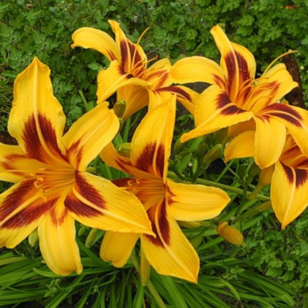 Λήψη και εγκατάσταση του Google Chrome