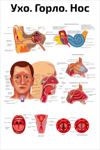 Как устроены ухо горло нос фото Плакат обучающий А2 ламинир. Ухо, горло, нос медицинский плакат 457x610 мм - куп