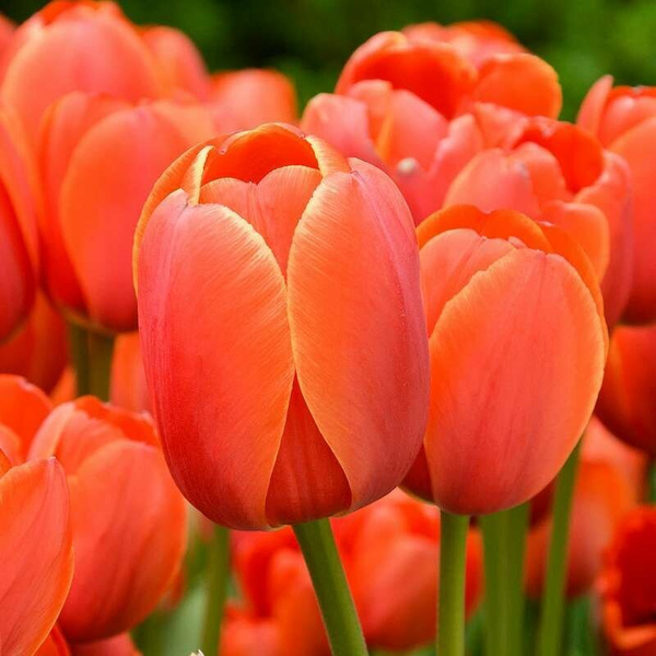 Луковицы Тюльпан LeFlower купить по выгодной цене в интернет-магазине ...