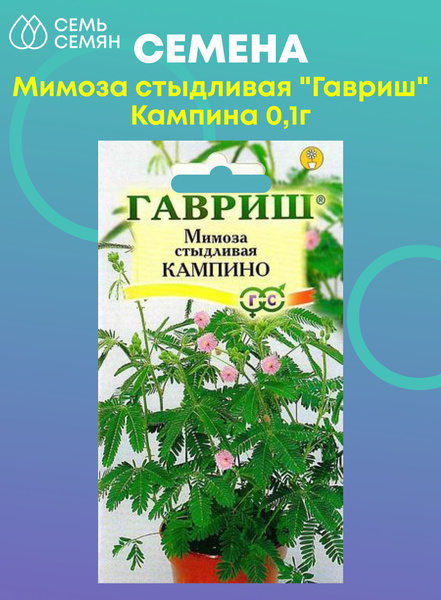 Гавриш Мимоза стыдливая - купить по выгодным ценам в интернет-магазине ...
