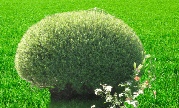 Ива шаровидная Карлик - купить с доставкой по выгодным ценам в интернет ...