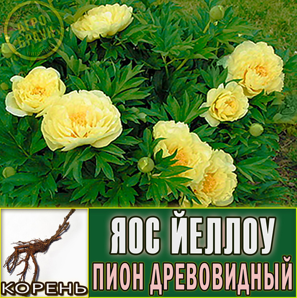 Пион древовидный Яос Йеллоу - купить с доставкой по выгодным ценам в ...