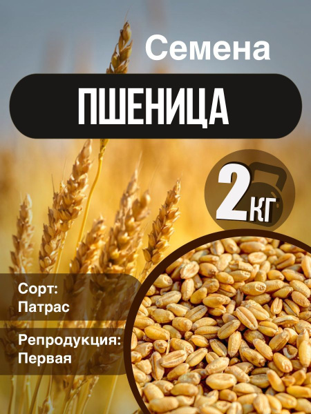 Пшеница для проращивания Витграсс зерно 2 кг - купить с доставкой по ...