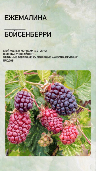 Саженцы ежевики садовой - купить в Краснодаре, цена 100 руб., продано 19 мая 202