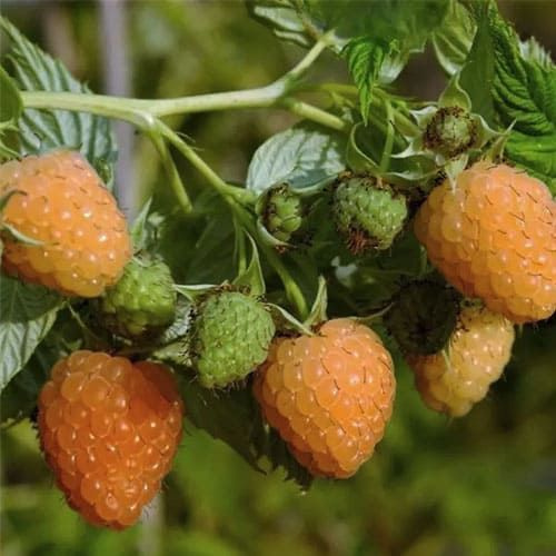 Малина Золотой Гигант - купить с доставкой по выгодным ценам в интернет-магазине - Товар на картинке можно купить.