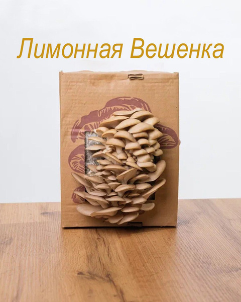 Лесные грибы Домашняя грибница "Вешенки" - купить по выгодным ценам в ...