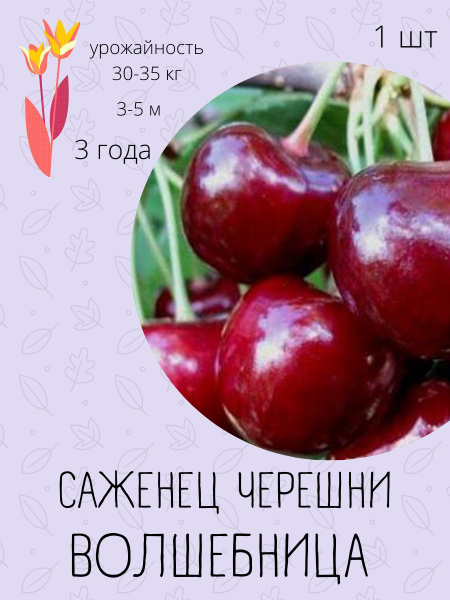 Клубни купить по выгодной цене в интернет-магазине OZON (1191351919)