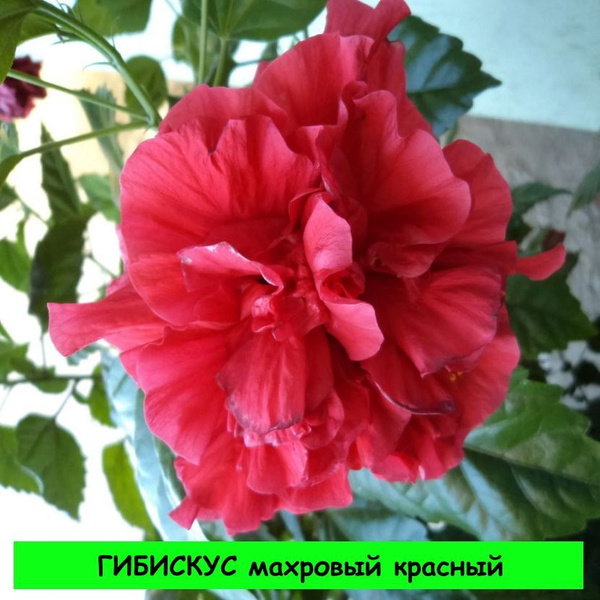Живое комнатное растение Гибискус махровый красный (Китайская роза ...