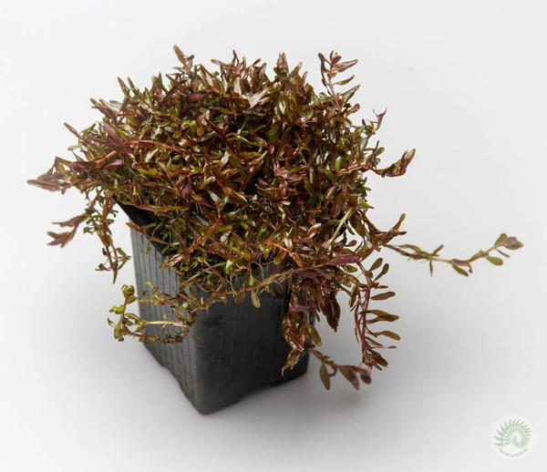 Rotala Hra (Ротала Эйч Ра) - купить с доставкой по выгодным ценам в ...