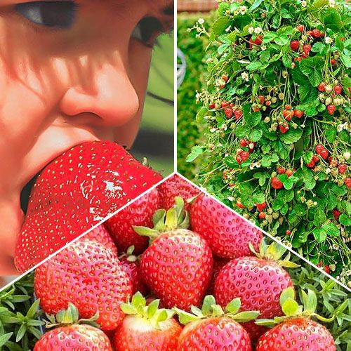 Саженцы Земляники Купить В Интернет