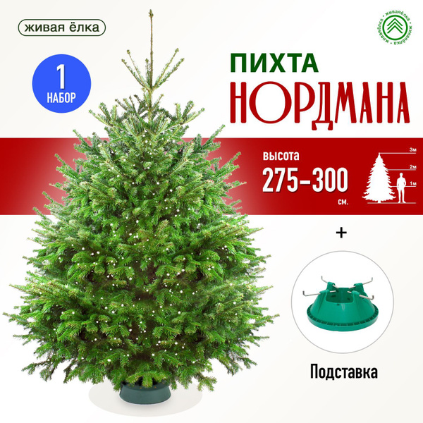 ЖиваяЁлка.рф Елка живая, 275-300 см купить на OZON по низкой цене ...