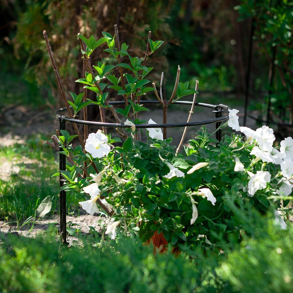 Опора для растений садовых шпалера садовая металлическая кустодержатель .