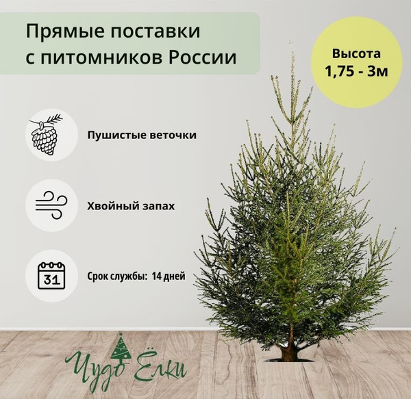 PREMIUM живая ёлка / Ель Русская живая 2.25-2.5м - купить с доставкой ...