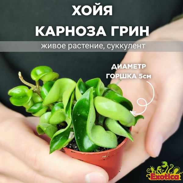 Хойя Exotica Hoya Carnosa Compacta Green, 5 дм, 01815 шт - купить по ...