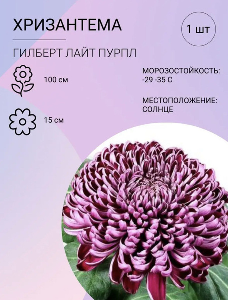 Луковицы Хризантемы многолетние купить по выгодной цене в интернет ...
