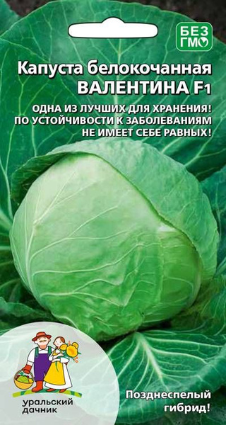 Капуста валентина описание отзывы фото Капуста Уральский дачник Капуста_Капуста б/к Валентина F1 - купить по выгодным ц