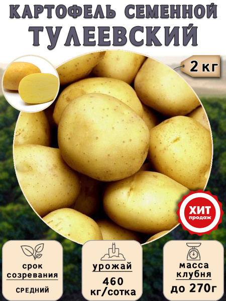 Картофель семенной на посадку Тулеевский (суперэлита) 2 кг Средний ...