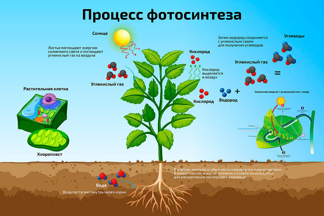  Плакат обучающий А2 Процесс фотосинтеза научный  по биологии 457x610 мм